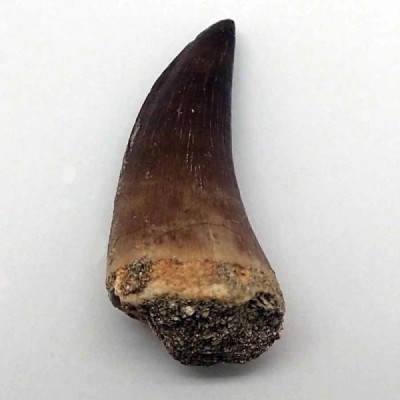 Prognathodon anceps Prognathodon anceps