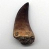 Prognathodon  anceps