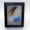  Prognathodon  anceps