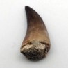  Prognathodon  anceps