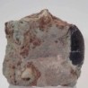 Eocharcarias sp
