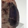  Eocharcarias sp