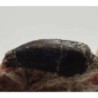 Eocharcarias sp