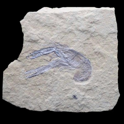 Homarus hakenlensis Homarus hakenlensis