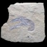 Homarus hakenlensis