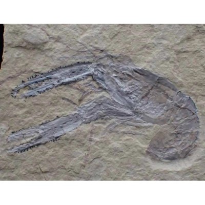 Homarus hakenlensis Homarus hakenlensis