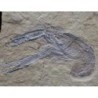  Homarus hakenlensis