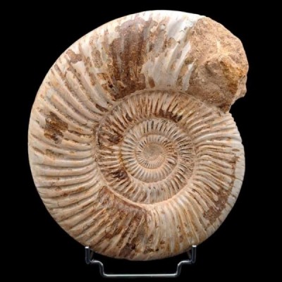 Katroliceras matsumotoi Katroliceras matsumotoi
