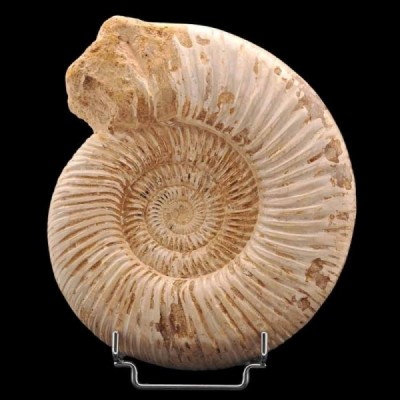 Katroliceras matsumotoi Katroliceras matsumotoi