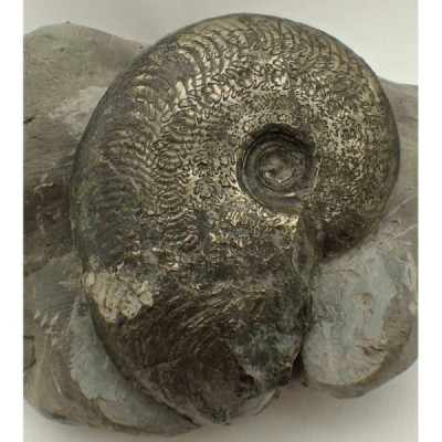 Pseudolioceras beauliziense Pseudolioceras beauliziense