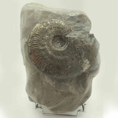 Pseudolioceras beauliziense Pseudolioceras beauliziense