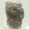  Pseudolioceras beauliziense