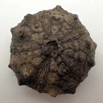 Asterocidaris meandrina Asterocidaris meandrina