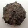  Asterocidaris meandrina