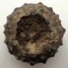  Asterocidaris meandrina