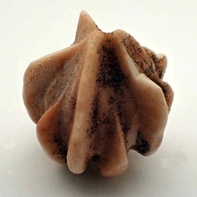 Timorocrinus mirabilis Timorocrinus mirabilis