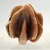  Timorocrinus mirabilis