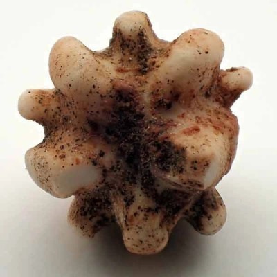 Timorocrinus mirabilis Timorocrinus mirabilis