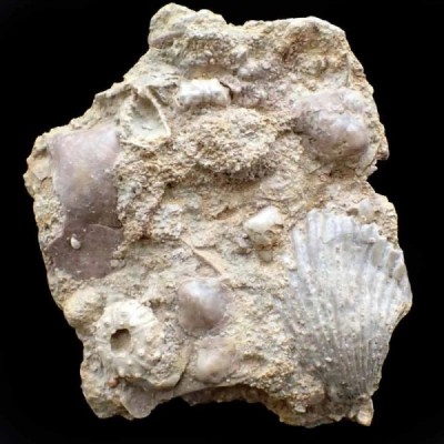 Acrosalenia hemicidaroides Acrosalenia hemicidaroides