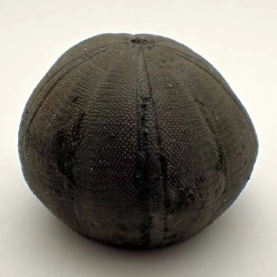Eucosmus caraboeufi Eucosmus caraboeufi