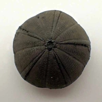 Eucosmus caraboeufi Eucosmus caraboeufi