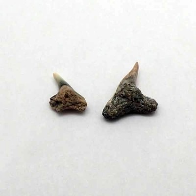 Physogaleus secundus Physogaleus secundus