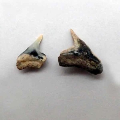 Physogaleus secundus Physogaleus secundus