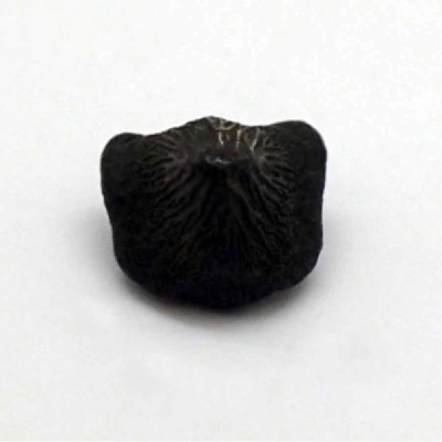 Ptychodus mortoni Ptychodus mortoni