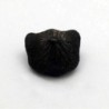 Ptychodus mortoni