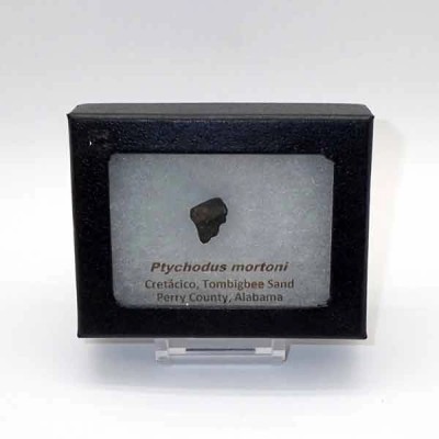 Ptychodus mortoni Ptychodus mortoni