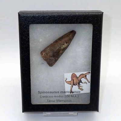 Spinosaurus marrocanus Spinosaurus marrocanus