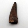 Spinosaurus marrocanus