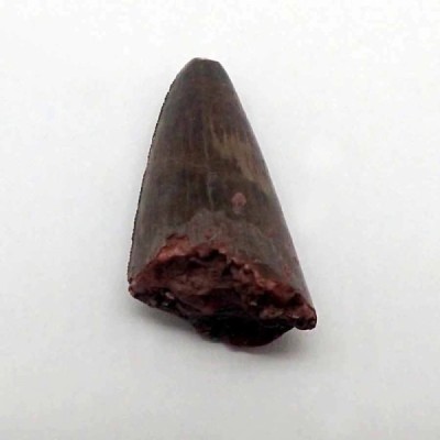 Phytosaurus sp. Phytosaurus sp.