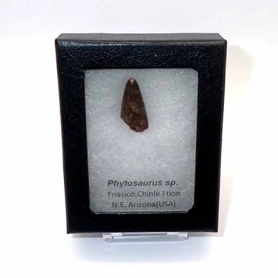 Phytosaurus sp. Phytosaurus sp.