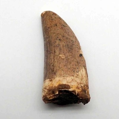 Deltadromeus agilis Deltadromeus agilis