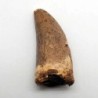 Deltadromeus agilis