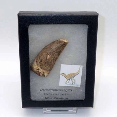 Deltadromeus agilis Deltadromeus agilis