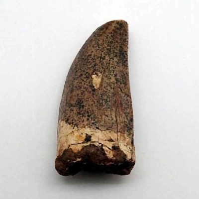 Deltadromeus agilis Deltadromeus agilis