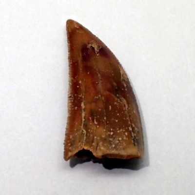 Dromaeosaurus sp. Dromaeosaurus sp.
