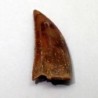 Dromaeosaurus sp.