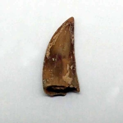 Dromaeosaurus sp. Dromaeosaurus sp.