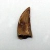  Dromaeosaurus sp.