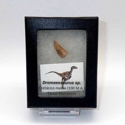 Dromaeosaurus sp. Dromaeosaurus sp.