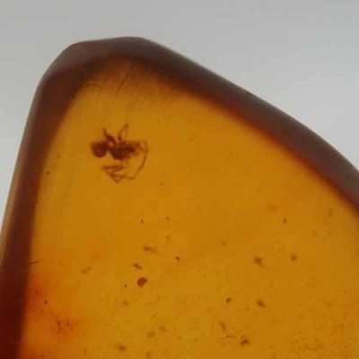 Araña en Ámbar Araña en Ámbar