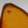  Araña en Ámbar 