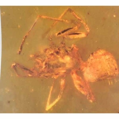 Araña en Ámbar Araña en Ámbar