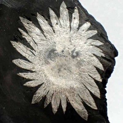 Piedra Crisantemo Piedra Crisantemo