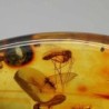  Dipteros  en Ámbar