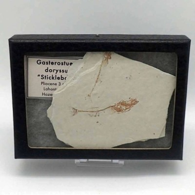 Gasterostueus doryssus Gasterostueus doryssus