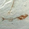  Gasterostueus doryssus